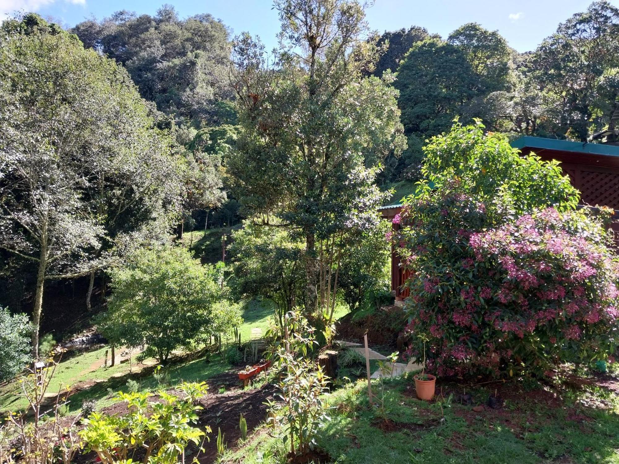 Curuba Copey